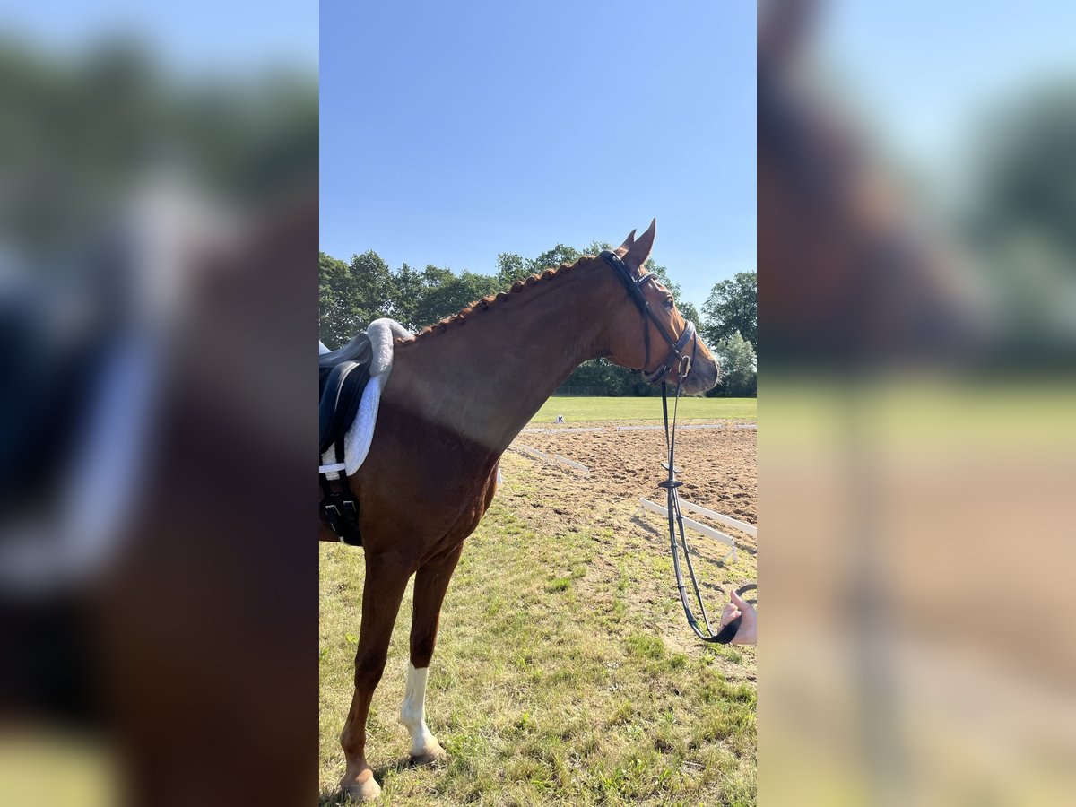Caballo de deporte alemán Caballo castrado 4 años 173 cm Alazán in Neustadt (Dosse)
