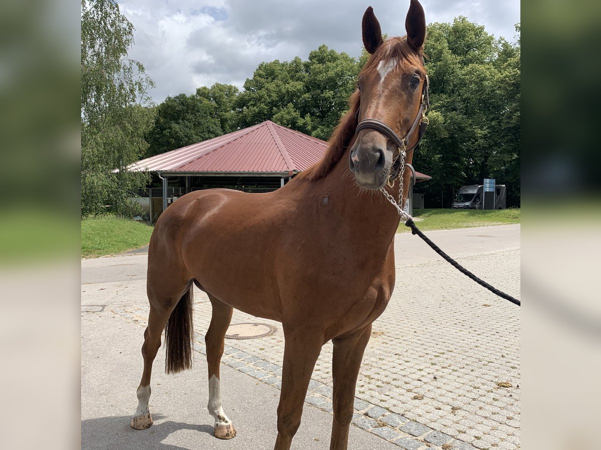 Caballo de deporte alemán Caballo castrado 4 años 173 cm Alazán in M&#xFC;nchen