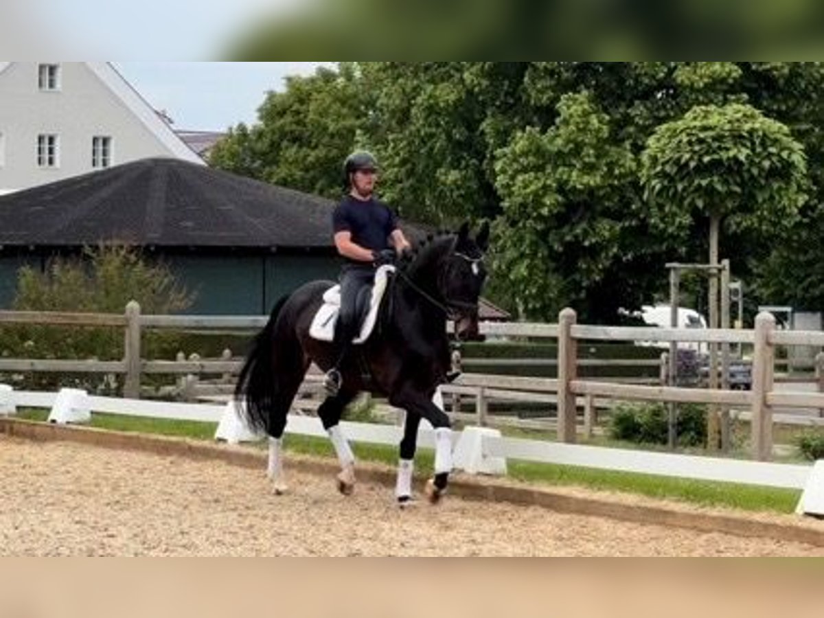 Caballo de deporte alemán Caballo castrado 4 años 173 cm Castaño in Rottenburg an der Laaber