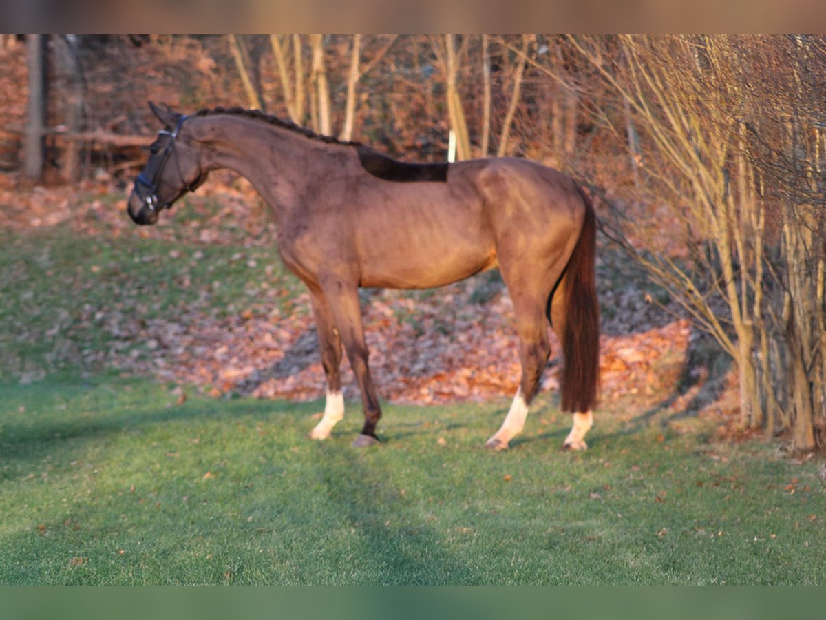 Caballo de deporte alemán Caballo castrado 4 años 173 cm Castaño oscuro in Darmstadt