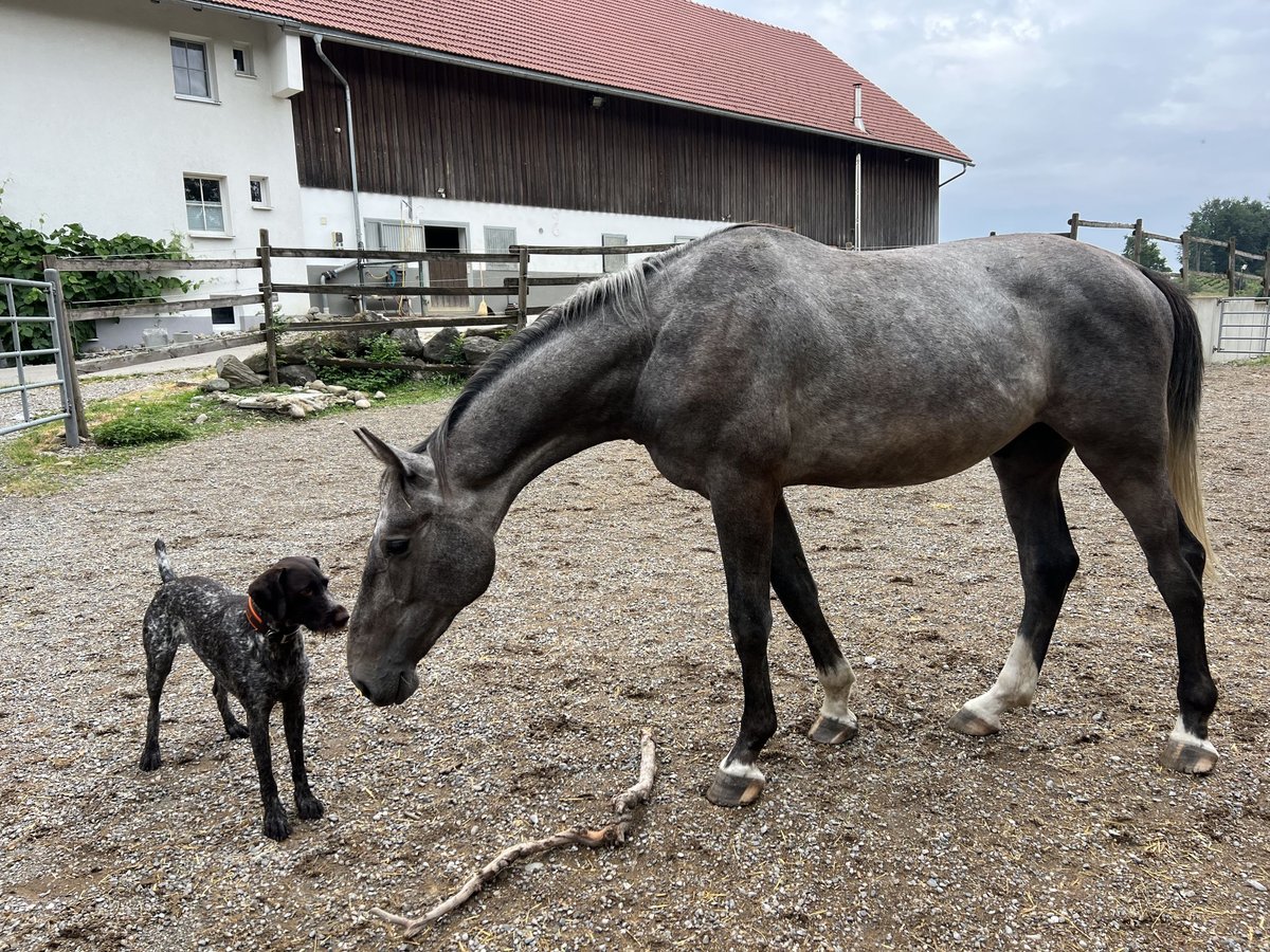 Caballo de deporte alemán Caballo castrado 4 años 173 cm Tordo in Wangen im Allgäu