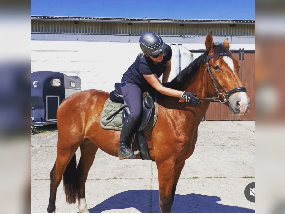 Caballo de deporte alemán Caballo castrado 4 años 174 cm Castaño in Mixdorf