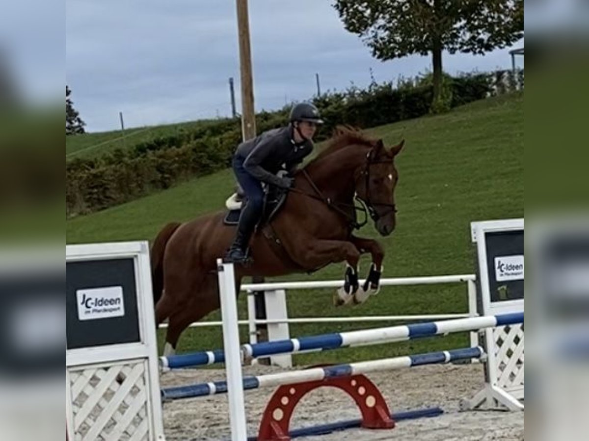 Caballo de deporte alemán Caballo castrado 4 años 175 cm Alazán-tostado in Donzdorf