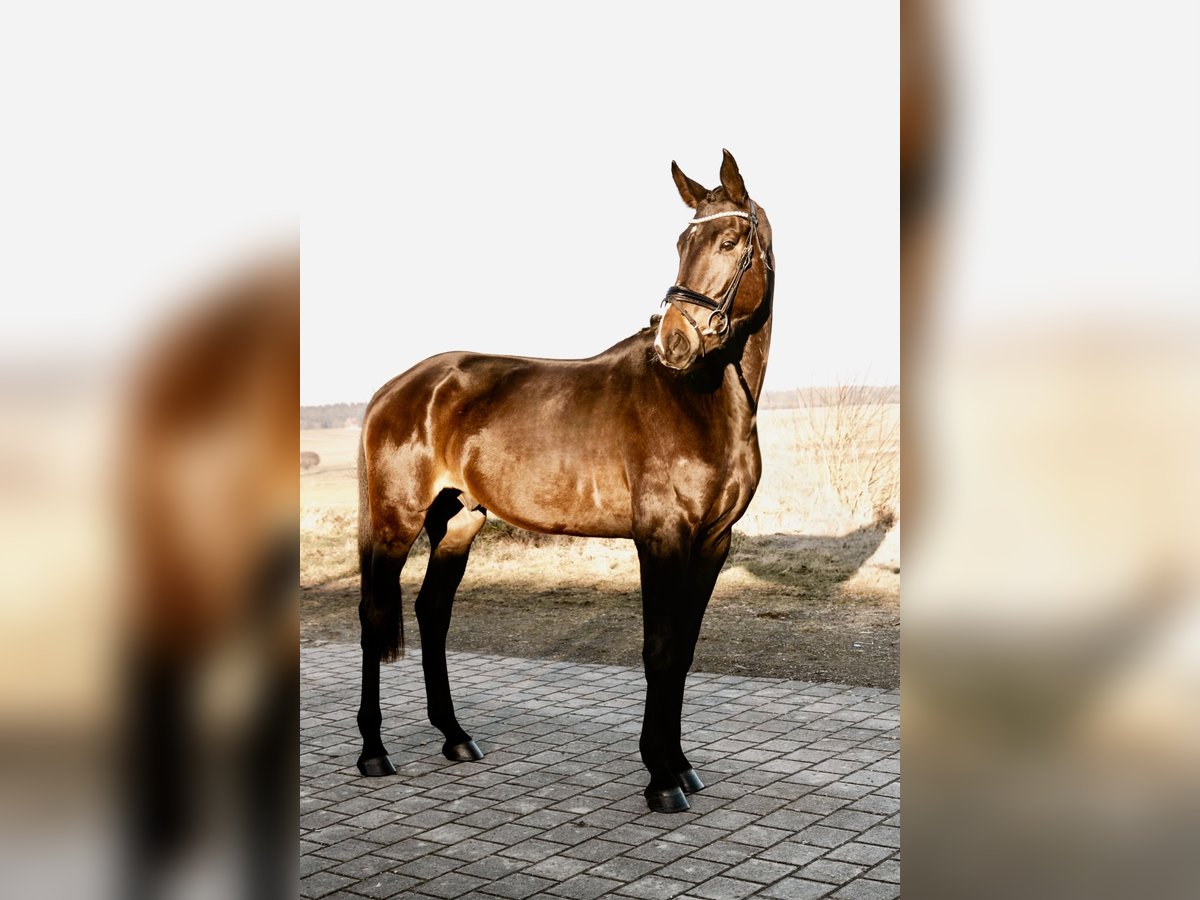 Caballo de deporte alemán Caballo castrado 4 años 178 cm in Oberstadion