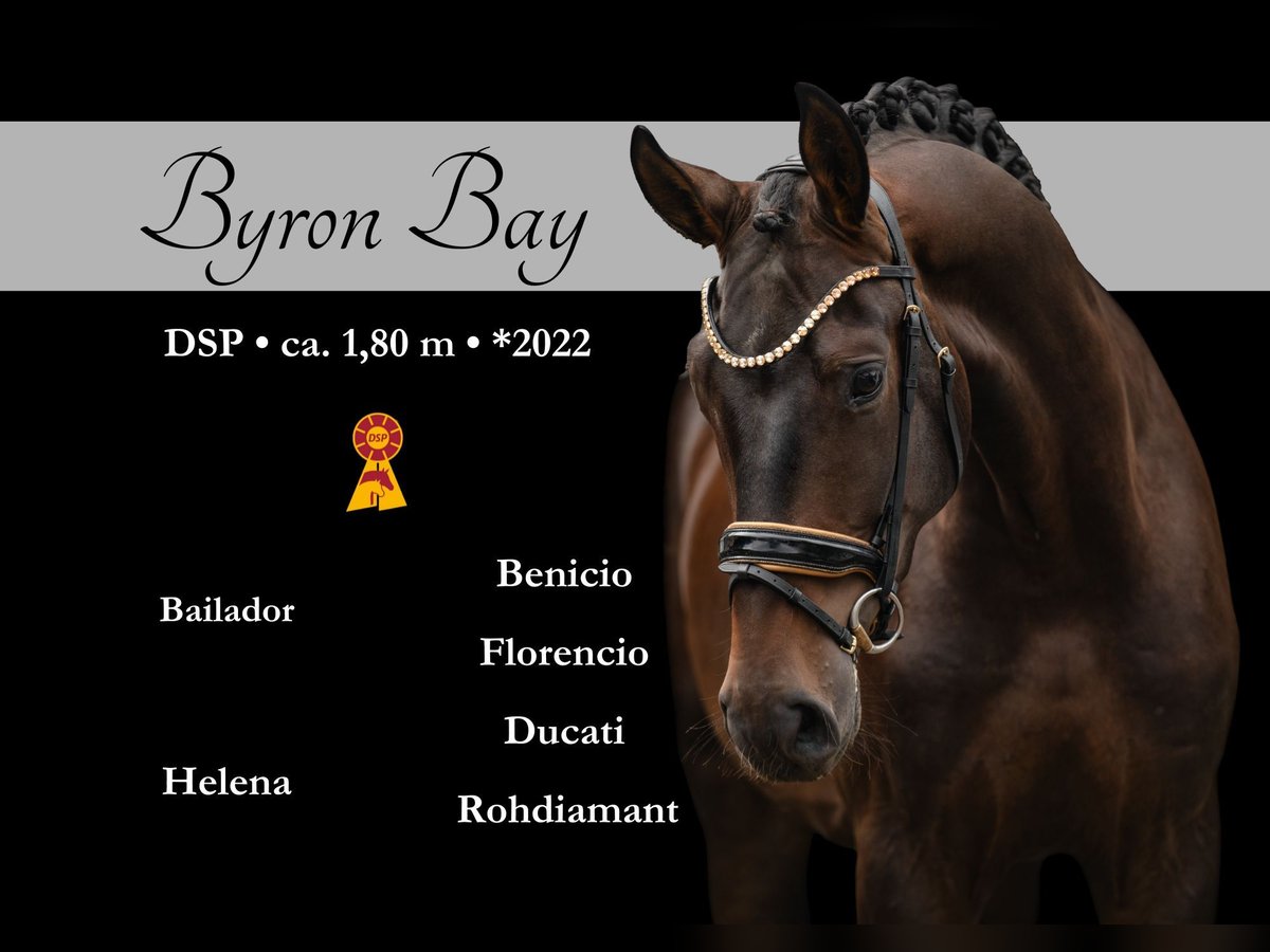 Caballo de deporte alemán Caballo castrado 4 años 180 cm Castaño in Wehringen