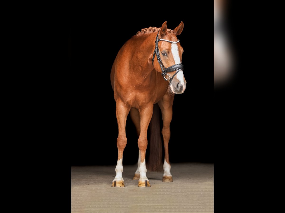 Caballo de deporte alemán Caballo castrado 5 años 146 cm Alazán in Bodenkirchen