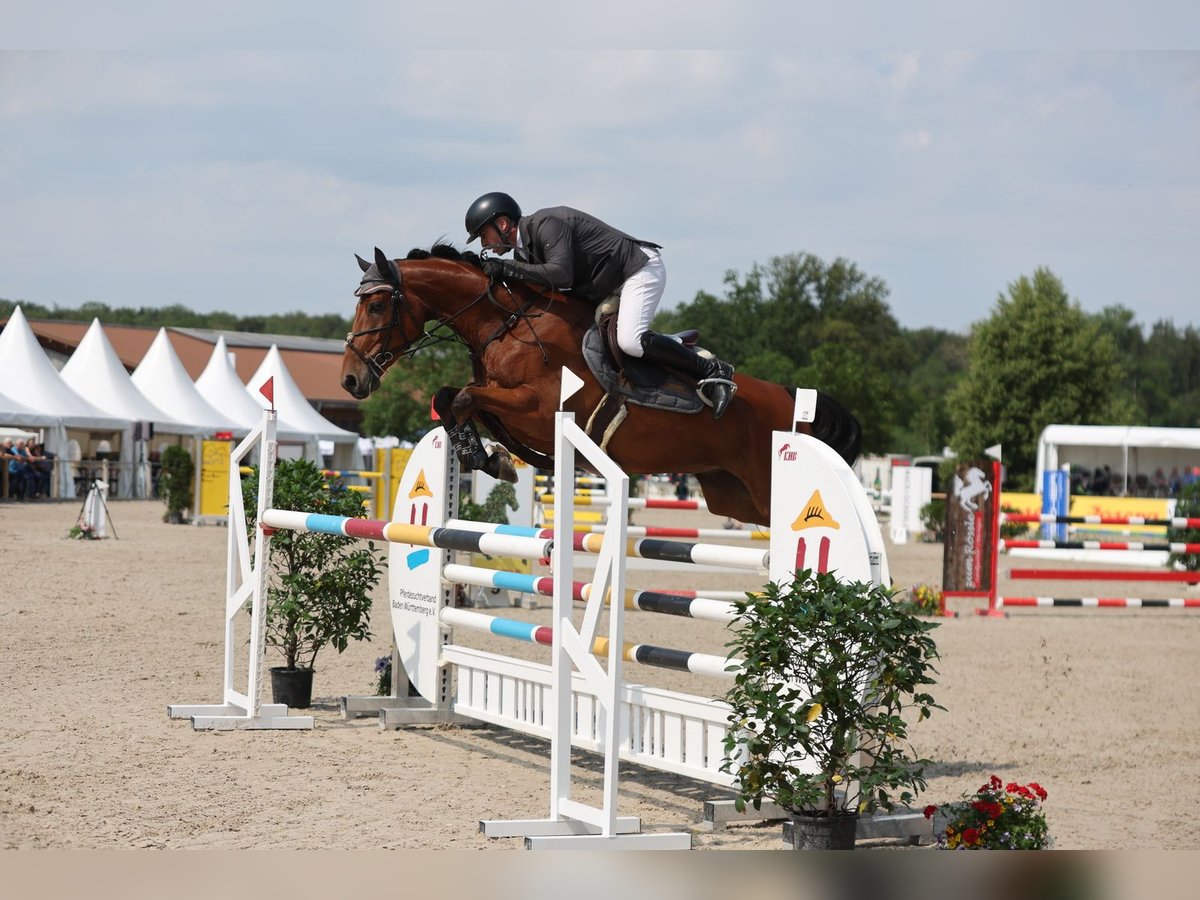 Caballo de deporte alemán Caballo castrado 5 años 162 cm Castaño in Walzbachtal