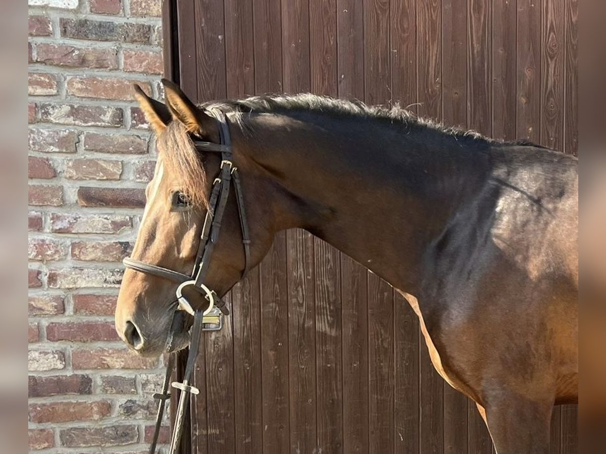 Caballo de deporte alemán Caballo castrado 5 años 162 cm Castaño oscuro in Grevenbroich