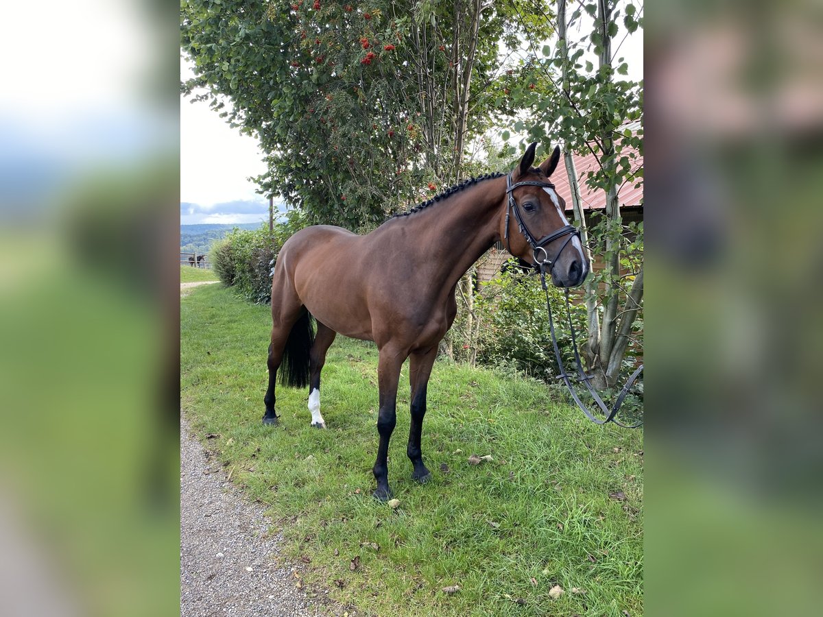 Caballo de deporte alemán Caballo castrado 5 años 163 cm Castaño in Donzdorf