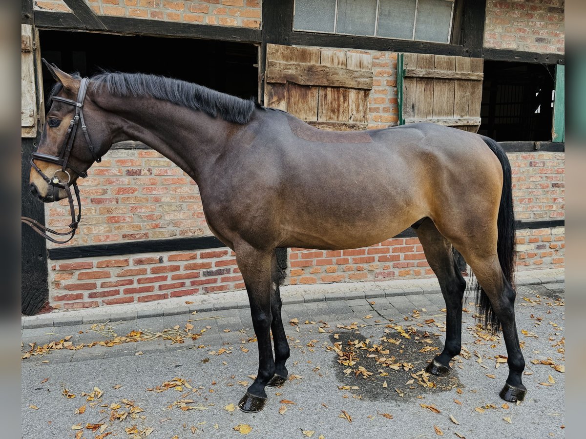 Caballo de deporte alemán Caballo castrado 5 años 163 cm Castaño in Horstmar