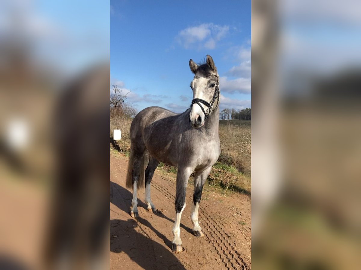 Caballo de deporte alemán Caballo castrado 5 años 163 cm Tordo in Bismark (Altmark) OT Gr&#xE4;venitz