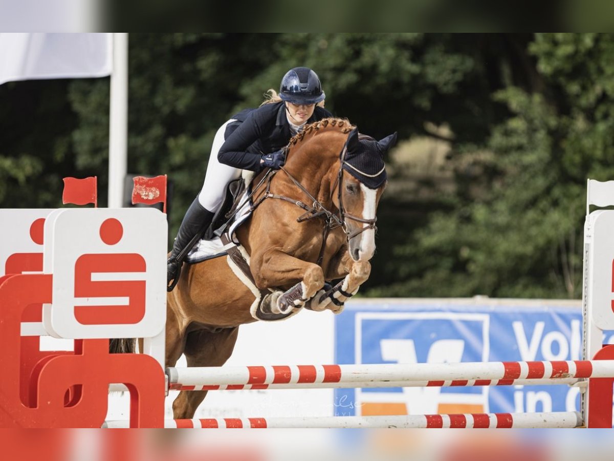 Caballo de deporte alemán Caballo castrado 5 años 164 cm Alazán in Bielefeld