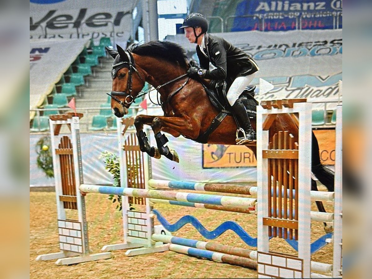 Caballo de deporte alemán Caballo castrado 5 años 164 cm Castaño in Neustadt in Sachsen