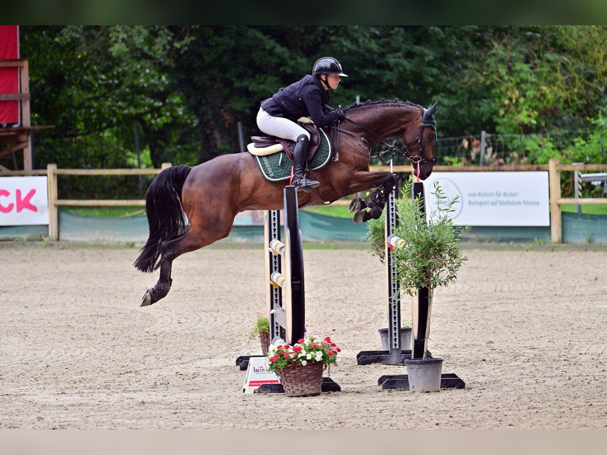 Caballo de deporte alemán Caballo castrado 5 años 165 cm in EppingenEppingen