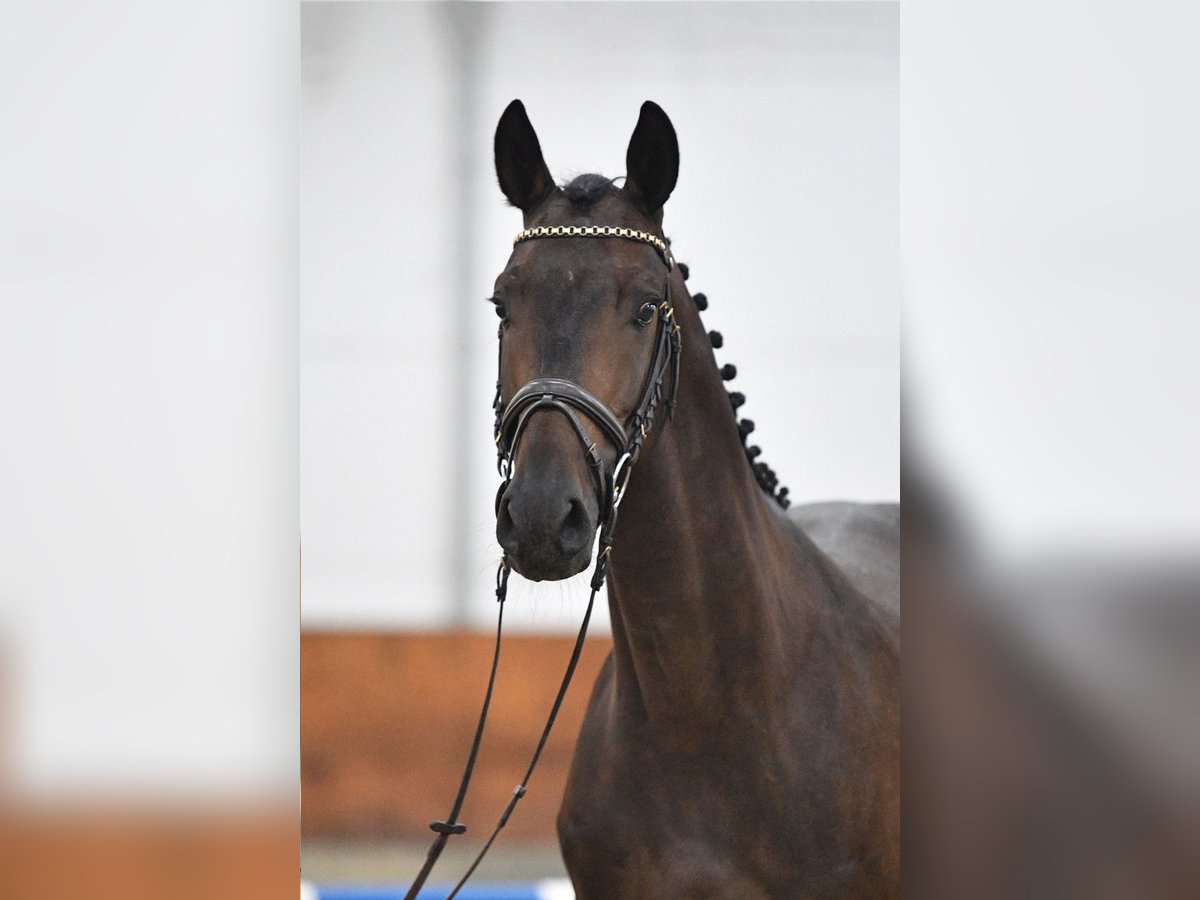 Caballo de deporte alemán Caballo castrado 5 años 165 cm Castaño oscuro in Gomadingen