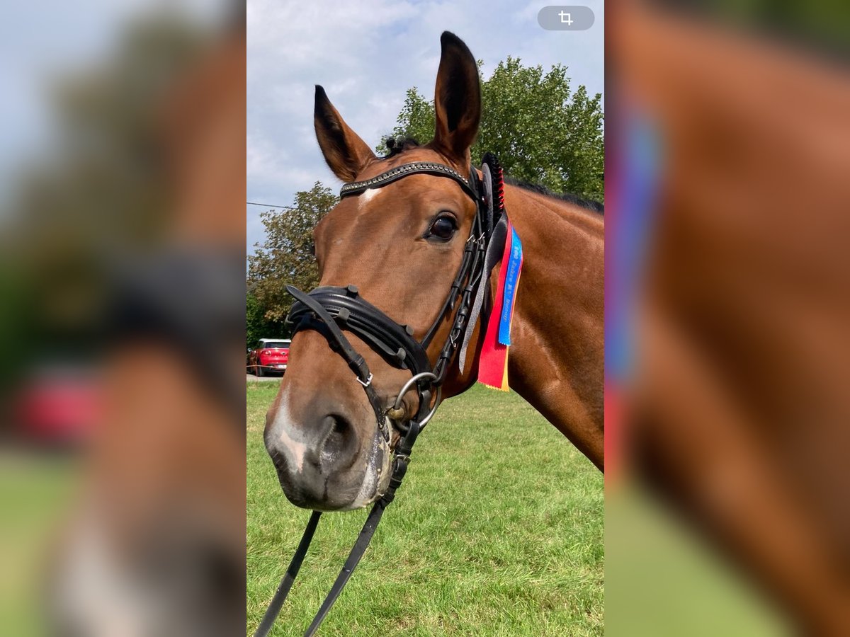 Caballo de deporte alemán Caballo castrado 5 años 166 cm Castaño in Bochum