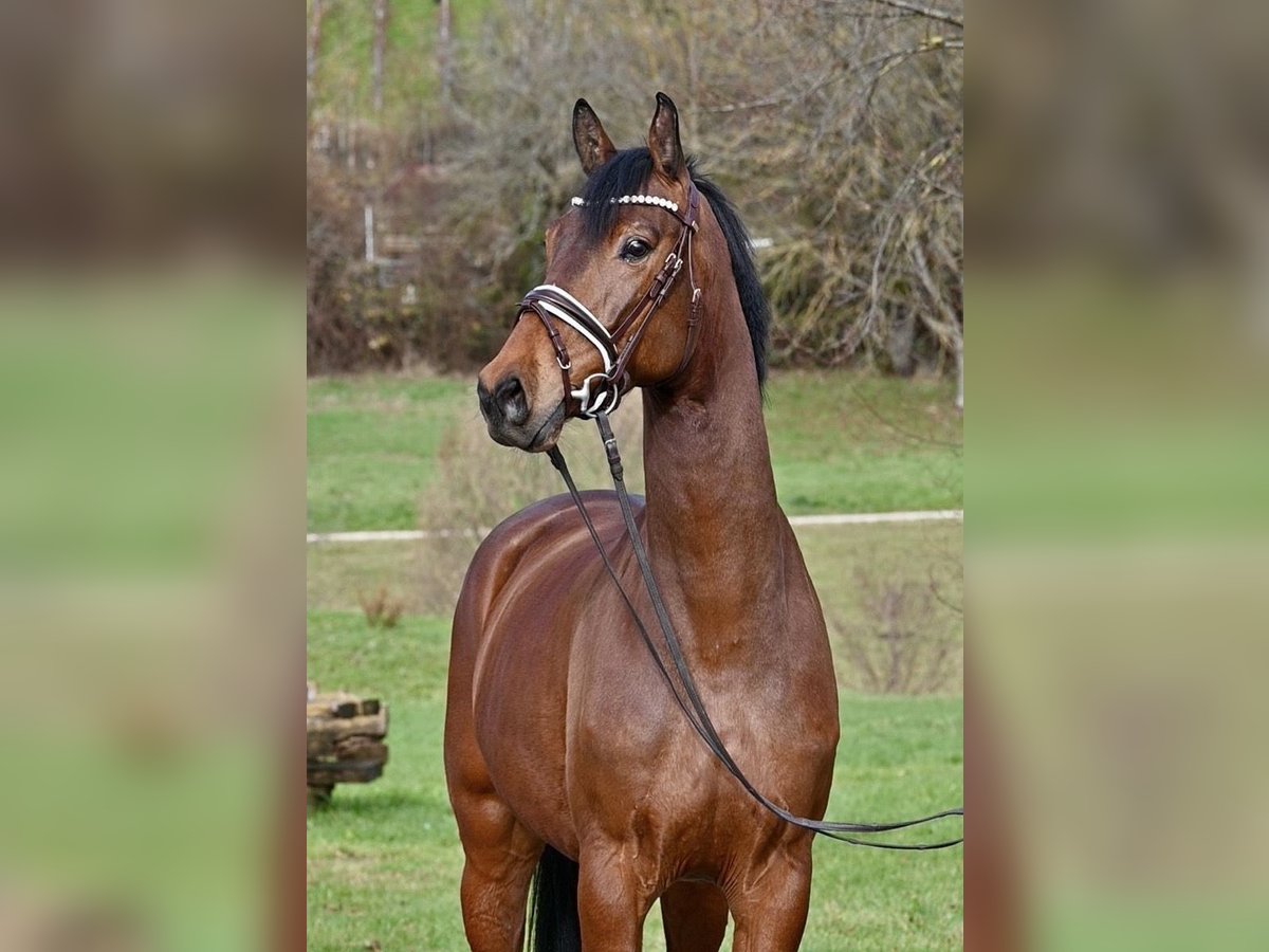 Caballo de deporte alemán Caballo castrado 5 años 166 cm Castaño in Weilheim an der Teck