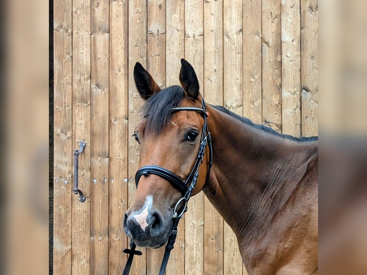 Caballo de deporte alemán Caballo castrado 5 años 166 cm Castaño in Altenberge