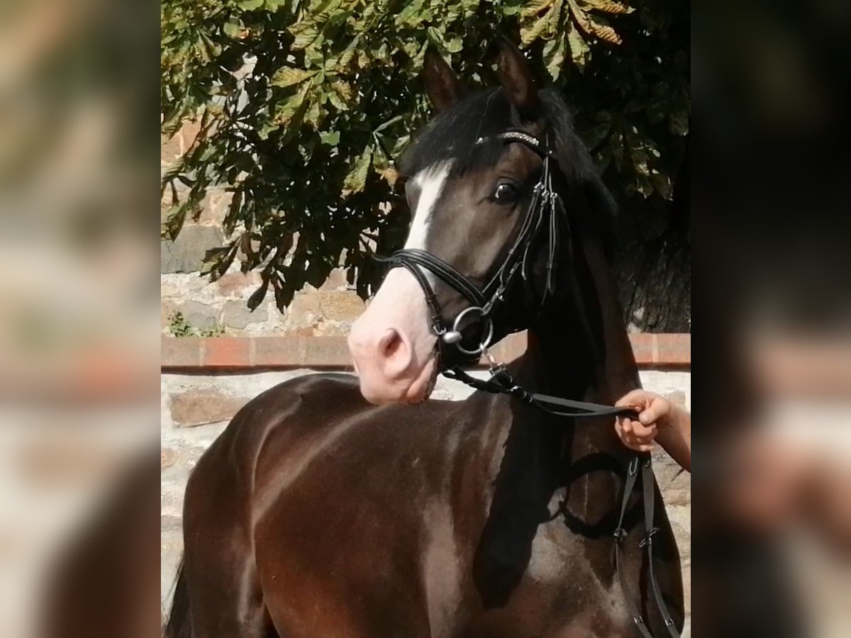 Caballo de deporte alemán Caballo castrado 5 años 166 cm Castaño oscuro in Neustadt/Dosse