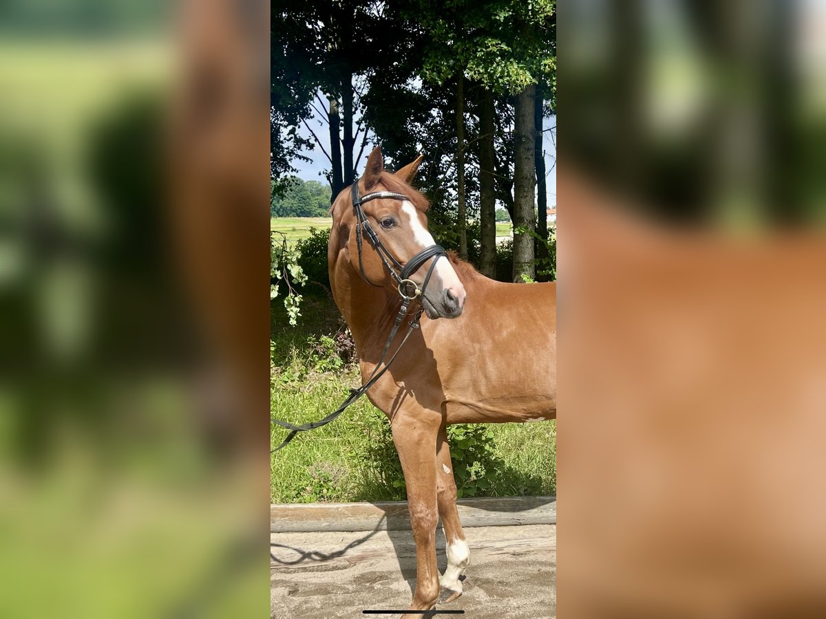 Caballo de deporte alemán Caballo castrado 5 años 167 cm Alazán in Pelmberg