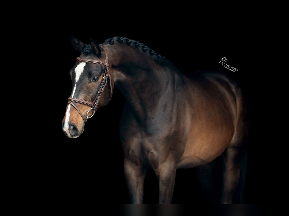 Caballo de deporte alemán Caballo castrado 5 años 167 cm Castaño oscuro in Goch