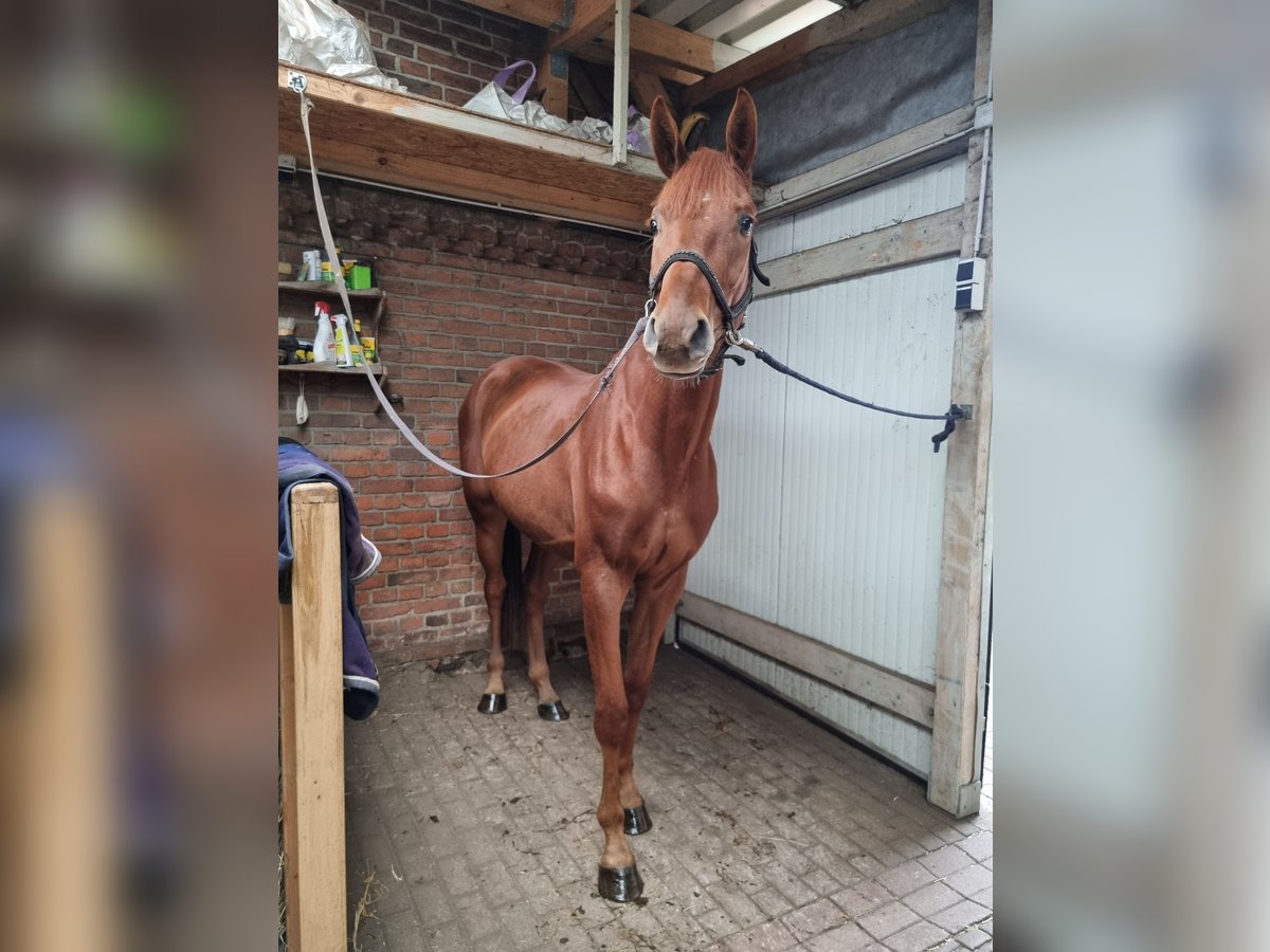 Caballo de deporte alemán Caballo castrado 5 años 168 cm Alazán in Redefin