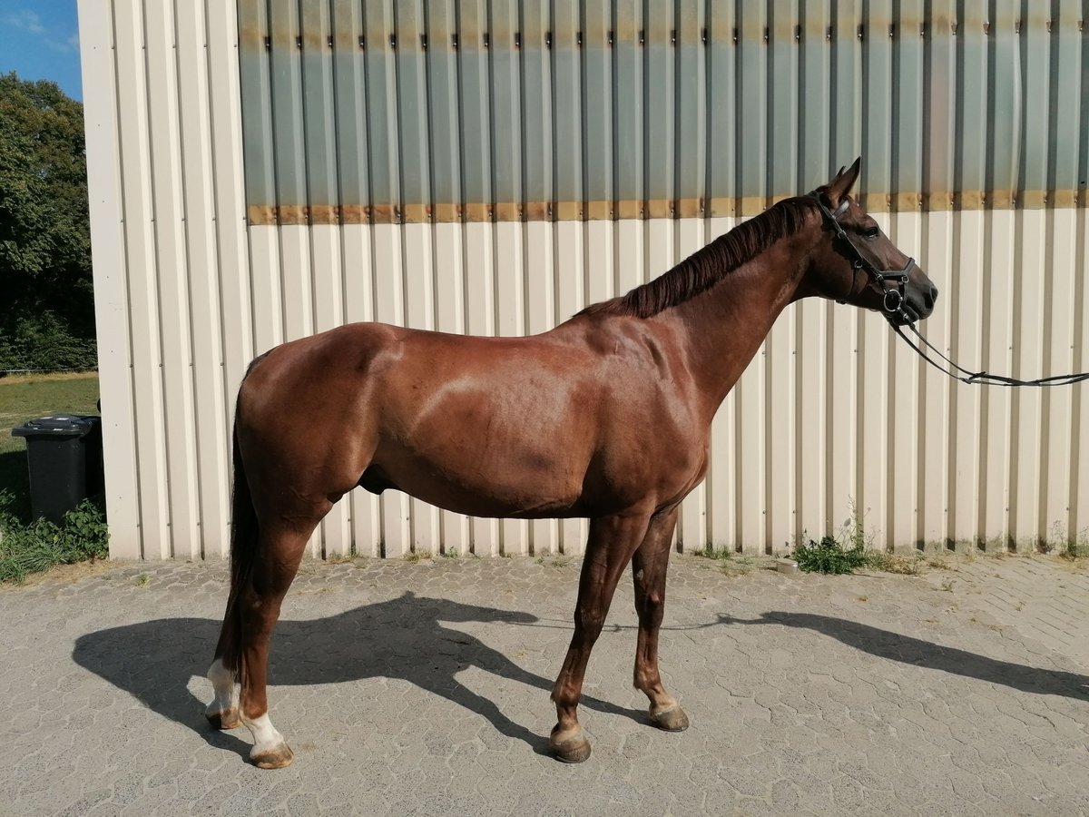 Caballo de deporte alemán Caballo castrado 5 años 168 cm Alazán-tostado in Schrecksbach