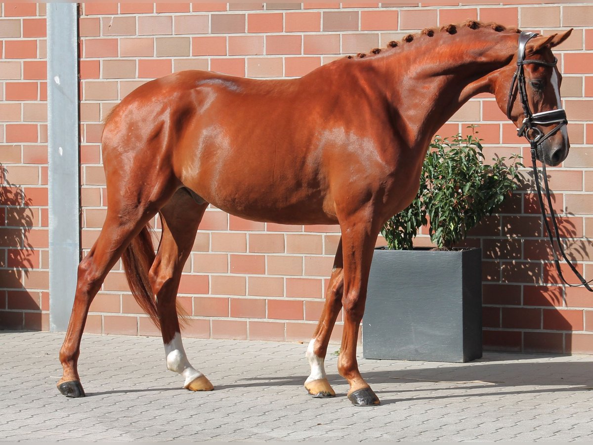 Caballo de deporte alemán Caballo castrado 5 años 168 cm Alazán-tostado in Vechta