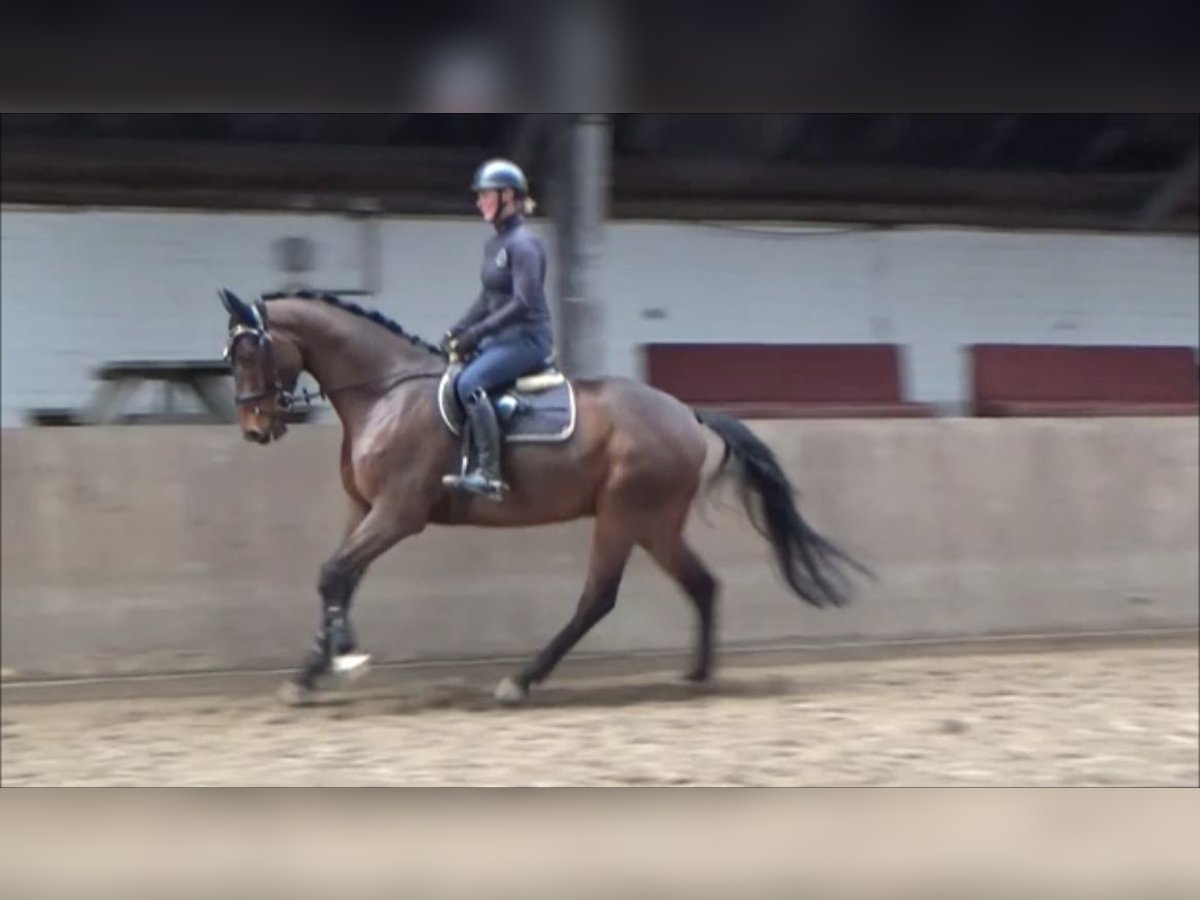 Caballo de deporte alemán Caballo castrado 5 años 168 cm Castaño in Süderlügum