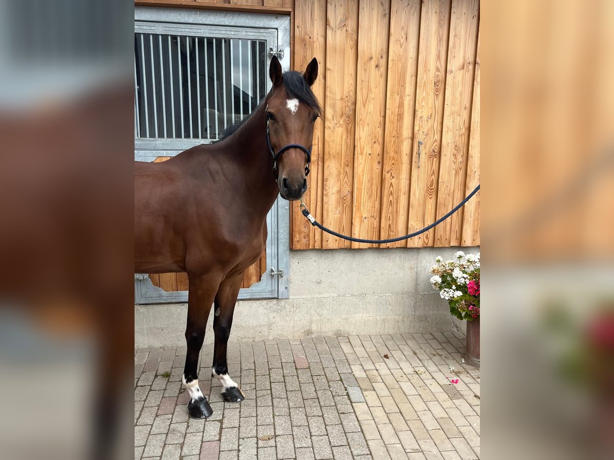 Caballo de deporte alemán Caballo castrado 5 años 168 cm Castaño in Kirkel