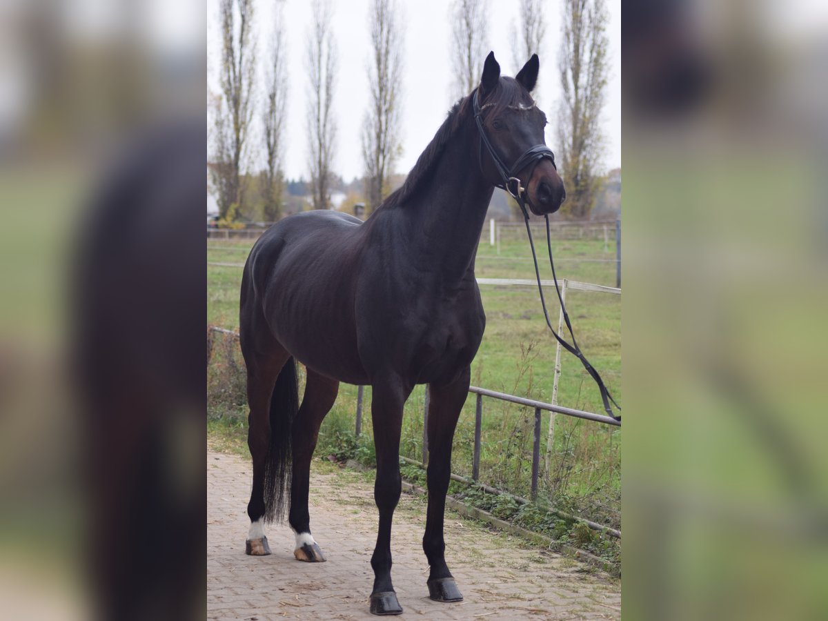 Caballo de deporte alemán Caballo castrado 5 años 168 cm Castaño oscuro in Dallgow-Döberitz