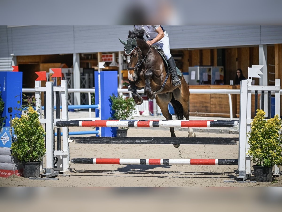 Caballo de deporte alemán Caballo castrado 5 años 168 cm Castaño oscuro in Wädenswil