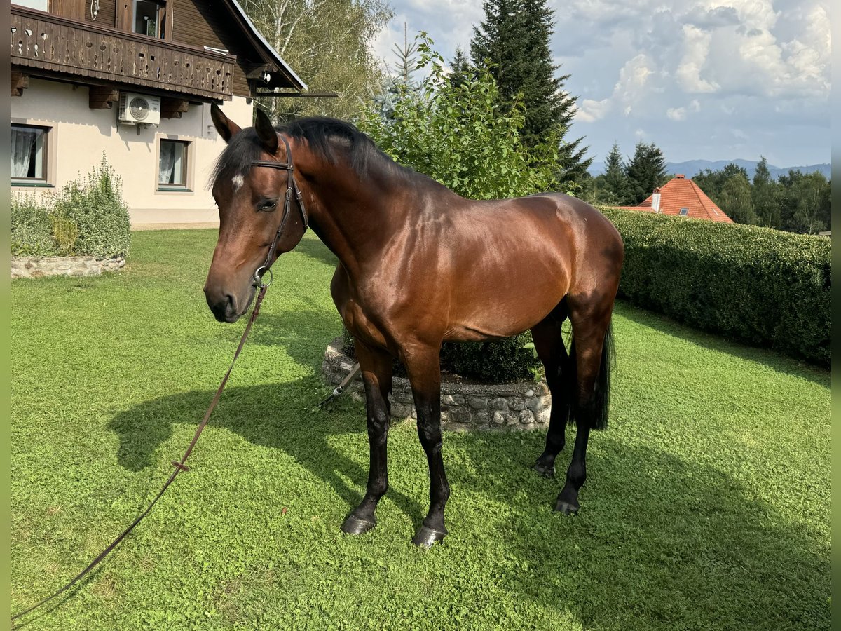 Caballo de deporte alemán Caballo castrado 5 años 168 cm Castaño oscuro in Sankt Veit