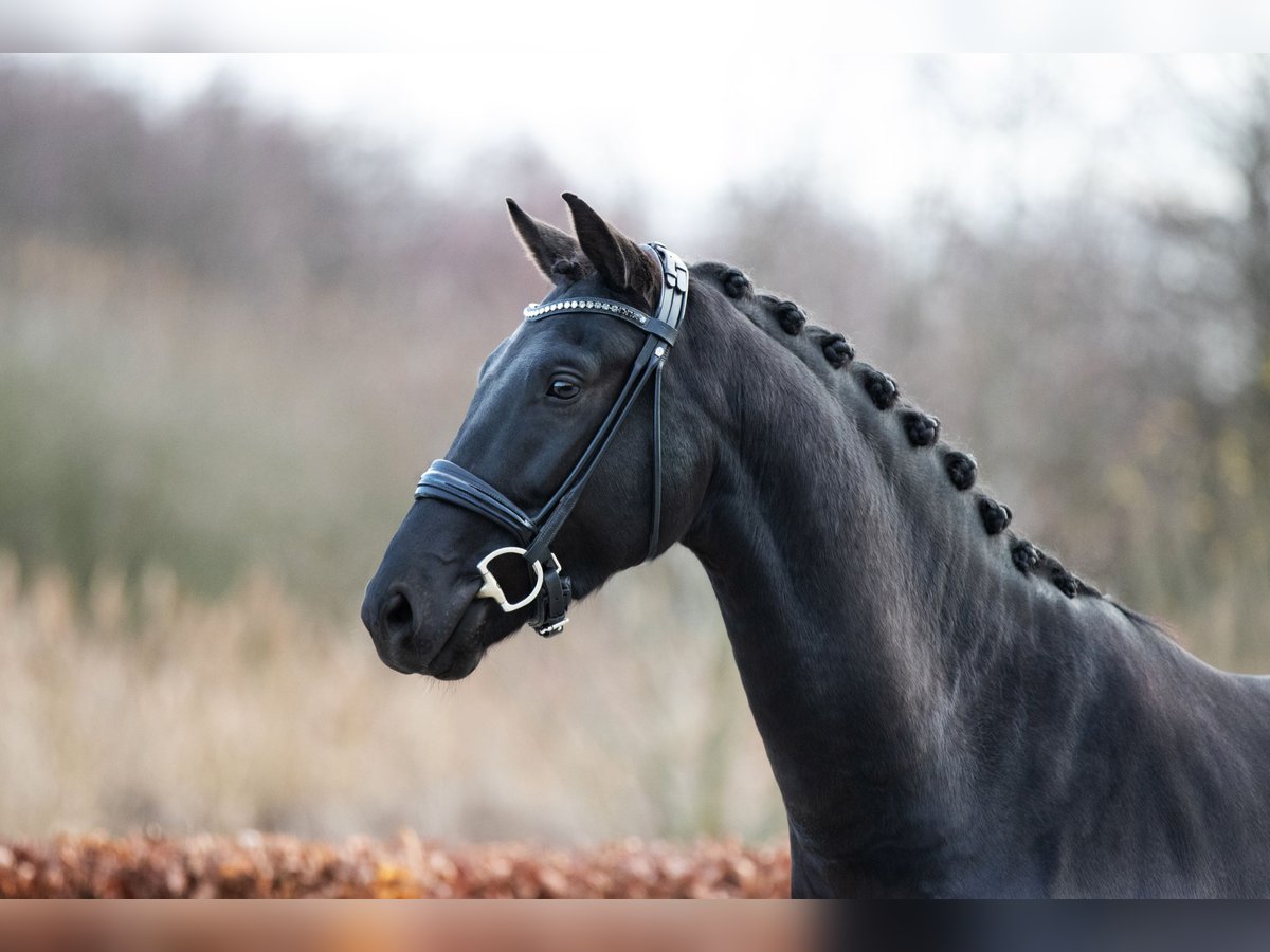 Caballo de deporte alemán Caballo castrado 5 años 168 cm Negro in Zossen