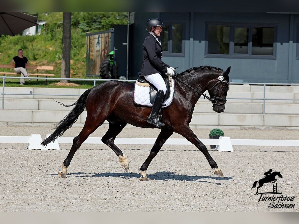 Caballo de deporte alemán Caballo castrado 5 años 168 cm Negro in Zwickau