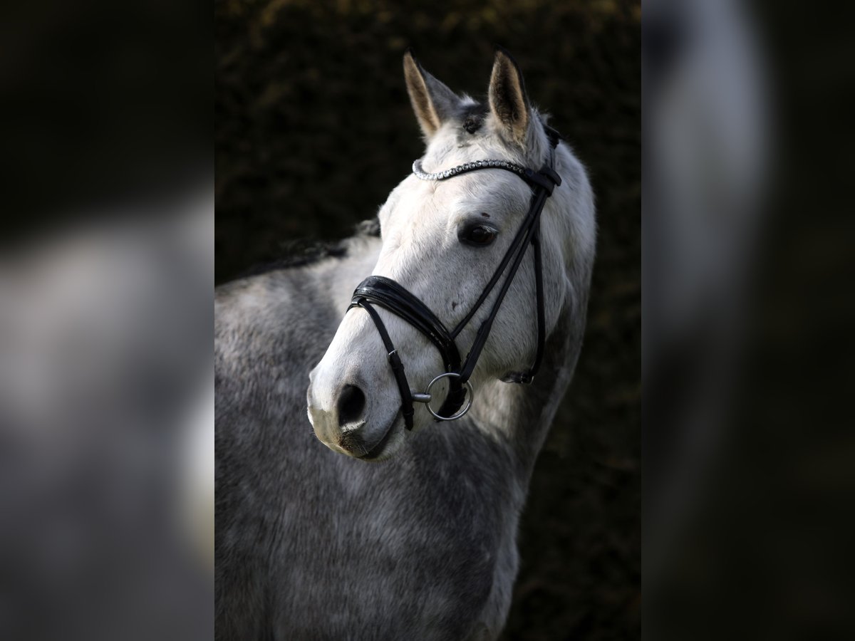 Caballo de deporte alemán Caballo castrado 5 años 168 cm Tordo in Altenstadt