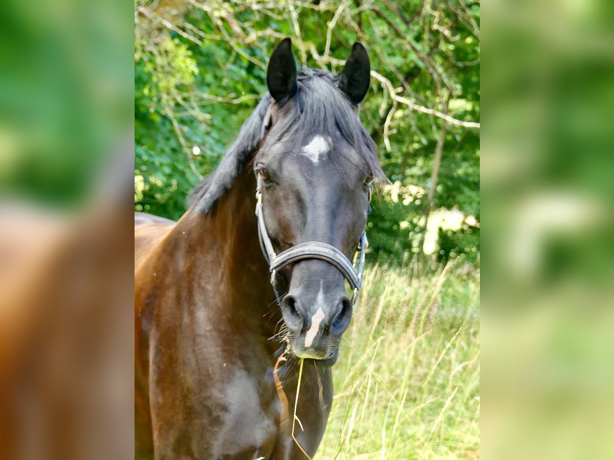Caballo de deporte alemán Caballo castrado 5 años 169 cm Negro in Ludwigsburg