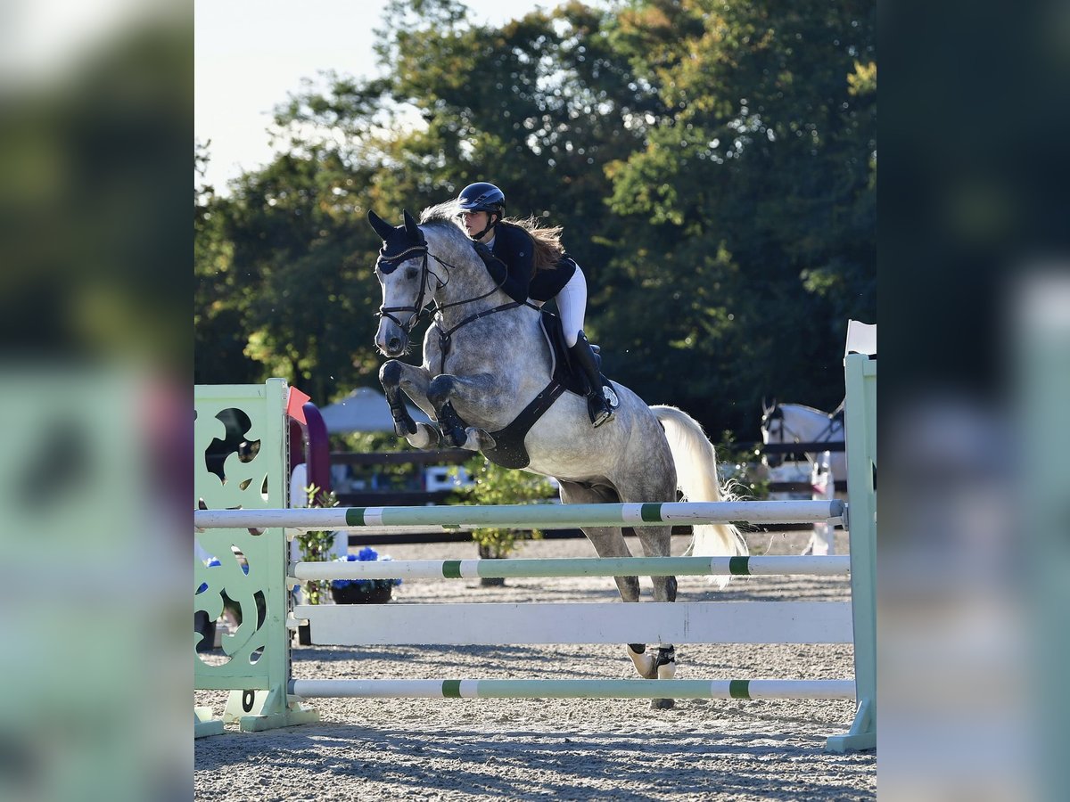 Caballo de deporte alemán Caballo castrado 5 años 169 cm Tordo rodado in Wipperf&#xFC;rthWipperf&#xFC;rth