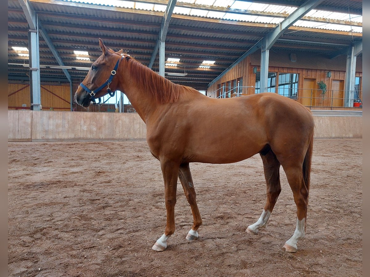 Caballo de deporte alemán Caballo castrado 5 años 170 cm Alazán in Wei&#xDF;endorf