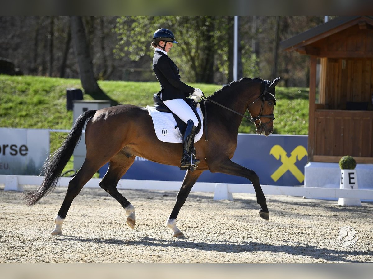 Caballo de deporte alemán Caballo castrado 5 años 170 cm Castaño in Ostrach Caballo de deporte alemán Caballo castrado 5 años 170 cm Castaño in Ostrach