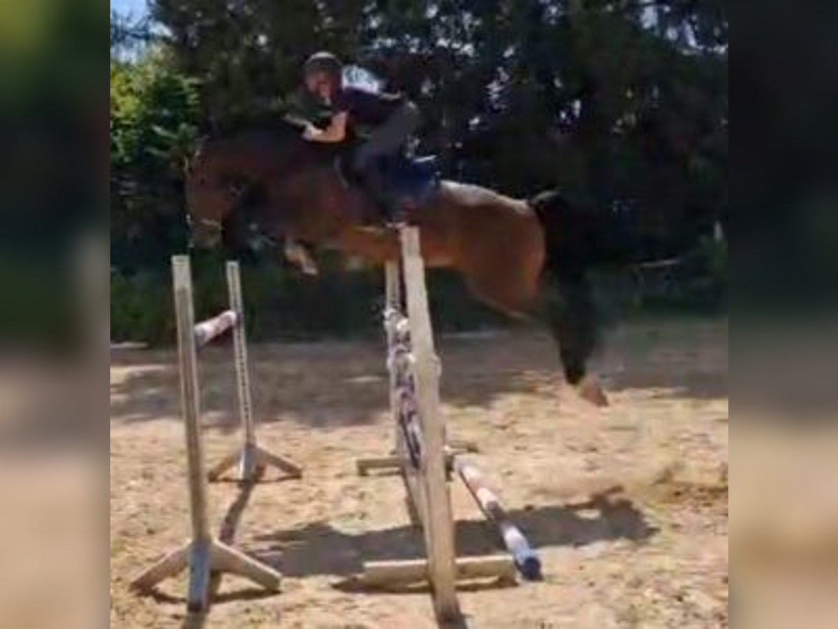 Caballo de deporte alemán Caballo castrado 5 años 170 cm Castaño in Gerstetten