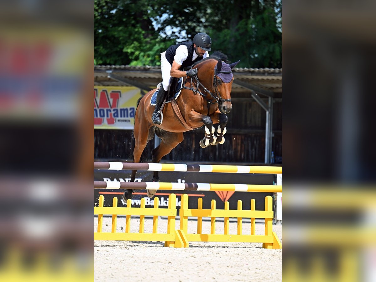 Caballo de deporte alemán Caballo castrado 5 años 170 cm Castaño in Mühldorf am Inn