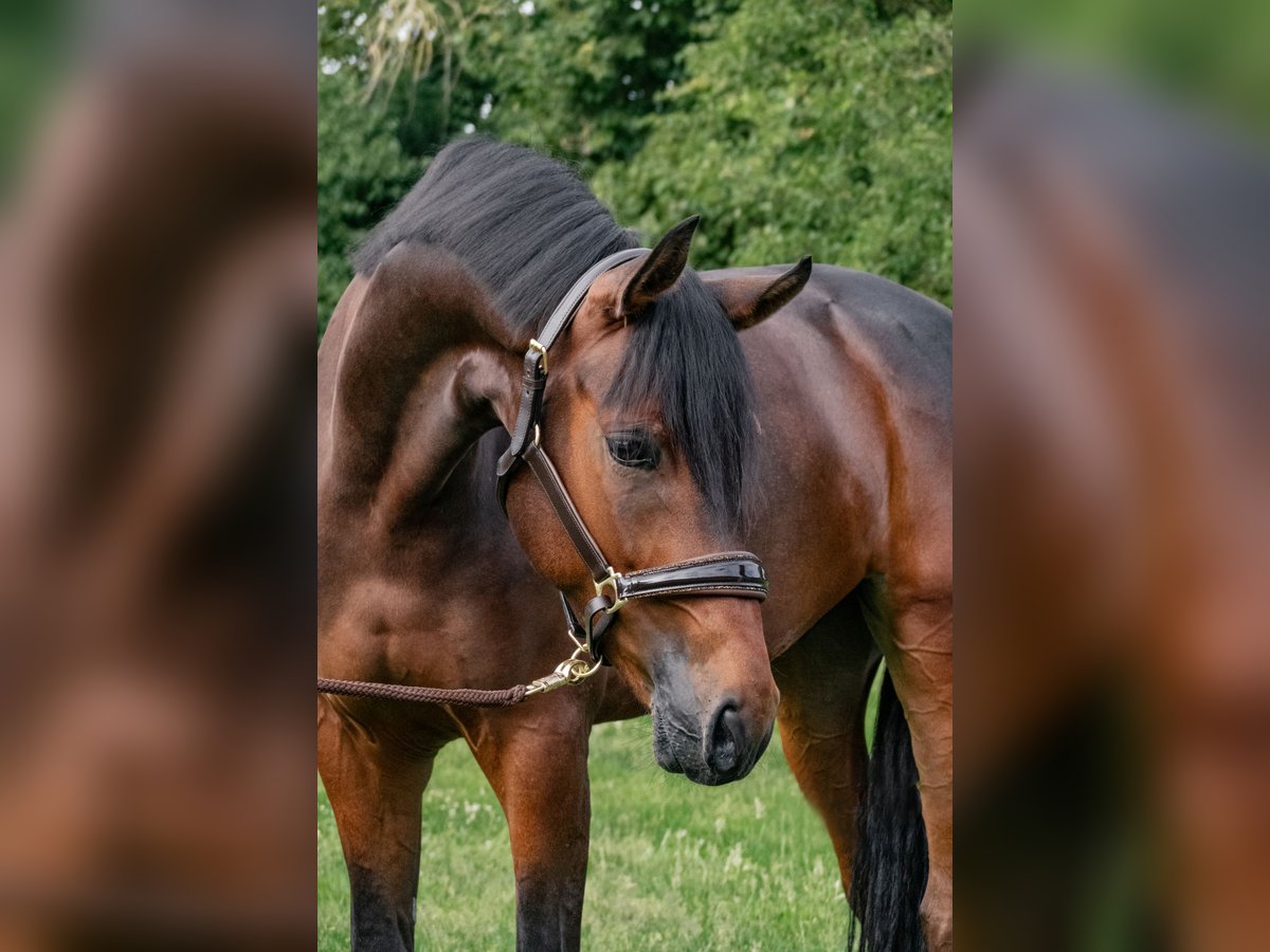 Caballo de deporte alemán Caballo castrado 5 años 170 cm Castaño oscuro in Lippetal