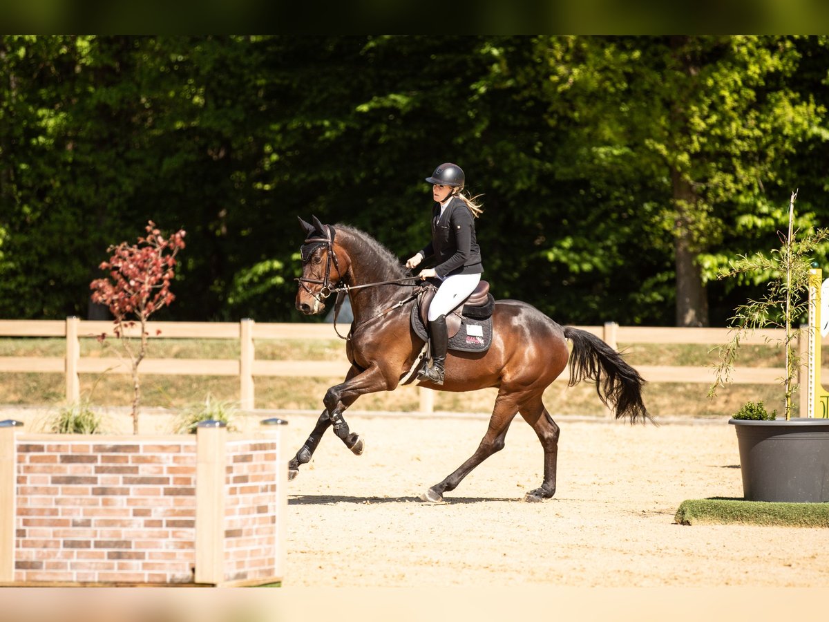 Caballo de deporte alemán Caballo castrado 5 años 170 cm Castaño oscuro in K&#xFC;mmersbruck