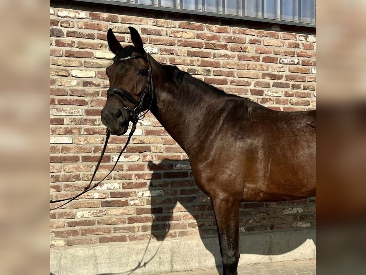 Caballo de deporte alemán Caballo castrado 5 años 170 cm Castaño oscuro in Grevenbroich