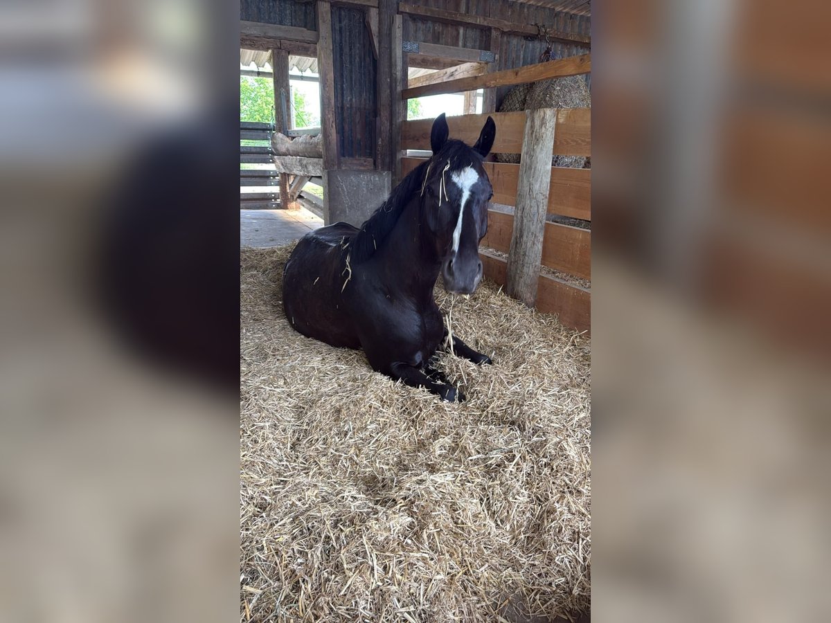 Caballo de deporte alemán Caballo castrado 5 años 170 cm Negro in Sinzheim