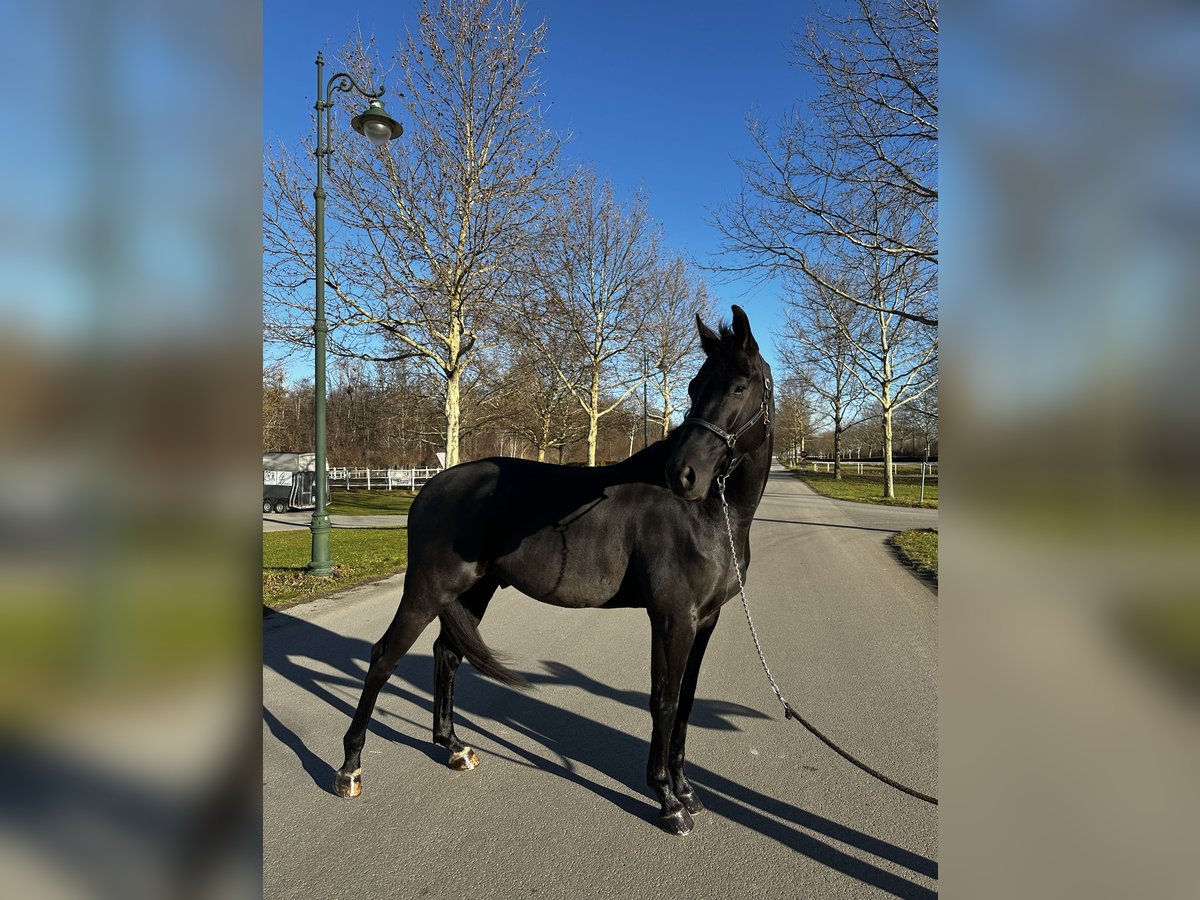 Caballo de deporte alemán Caballo castrado 5 años 170 cm Negro in Ebreichsdorf