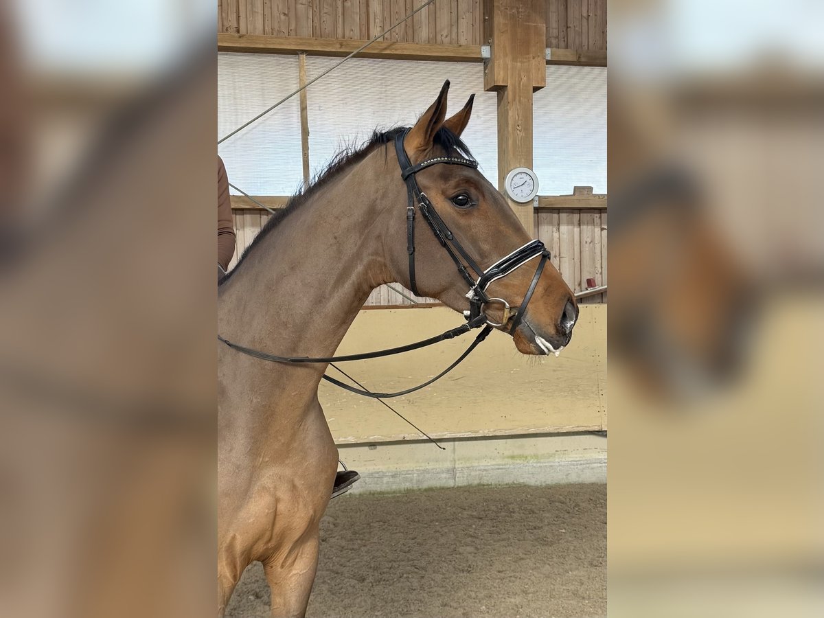 Caballo de deporte alemán Caballo castrado 5 años 171 cm Castaño in Ostrach