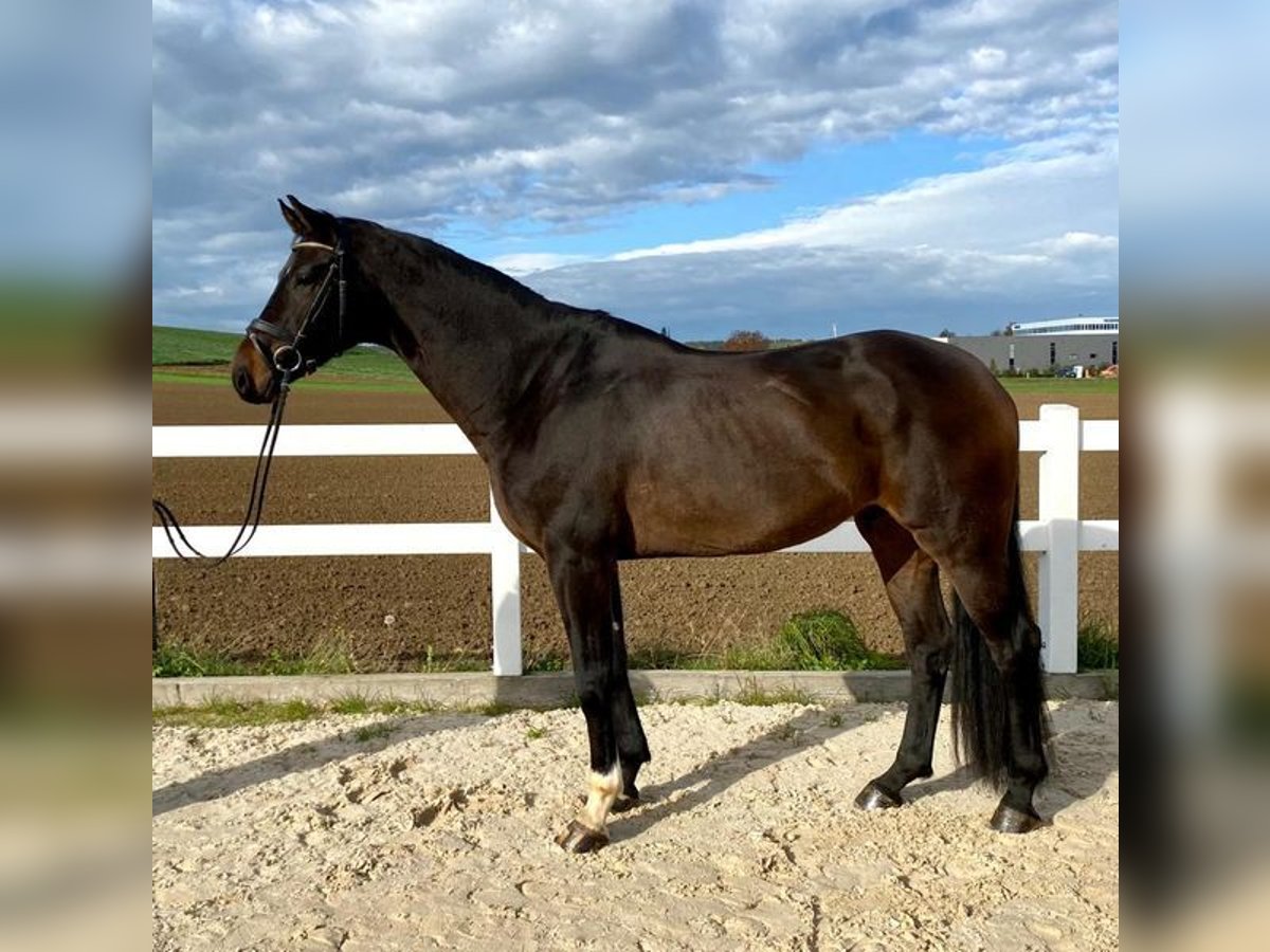 Caballo de deporte alemán Caballo castrado 5 años 171 cm Castaño oscuro in Allershausen