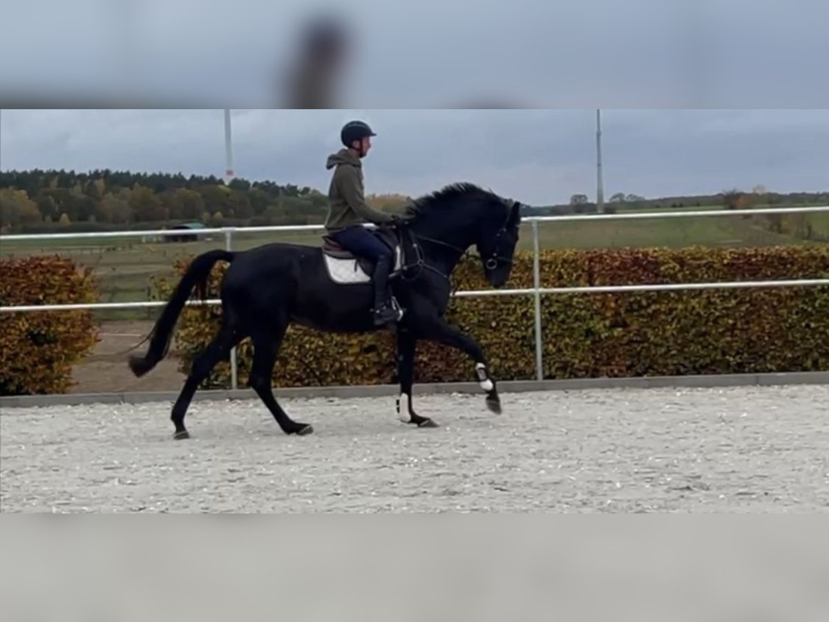 Caballo de deporte alemán Caballo castrado 5 años 171 cm Negro in Ladeburg